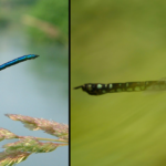 ¿Cuánto tiempo vive una libélula? cuanto-tiempo-vive-una-libelula