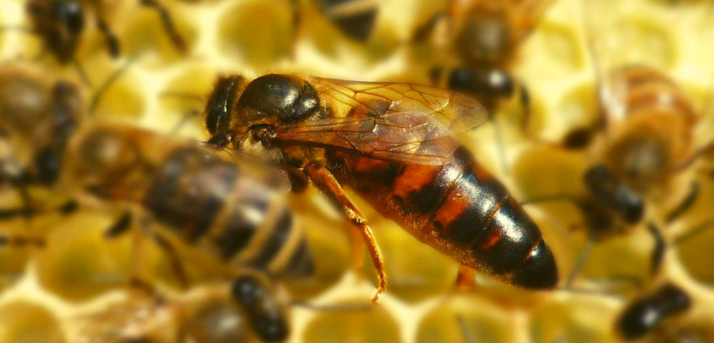 cuanto tiempo viven las abejas