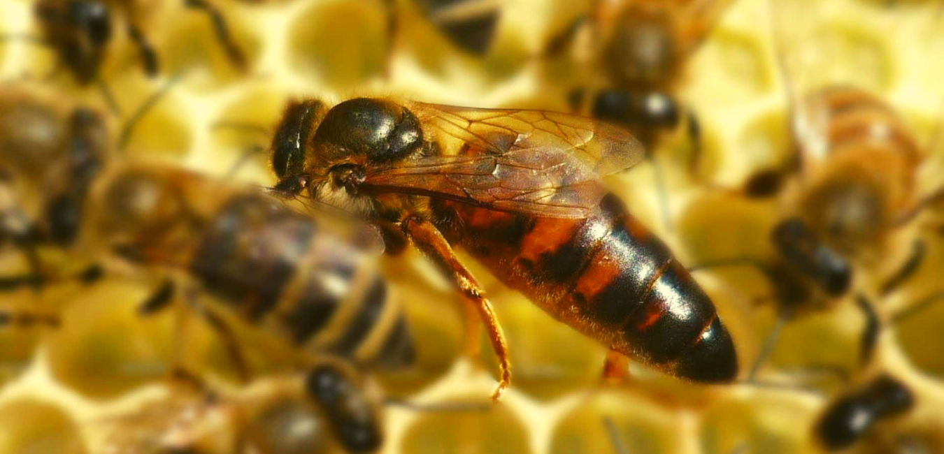 cuanto tiempo viven las abejas