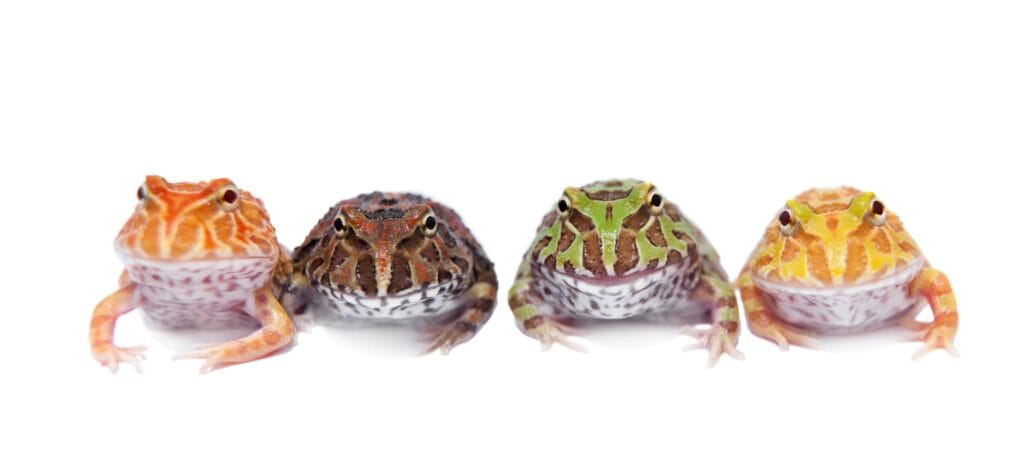 ¿Cuánto tiempo viven las ranas? 2 cuanto tiempo viven las ranas