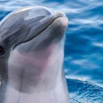 cuanto-tiempo-viven-los-delfines