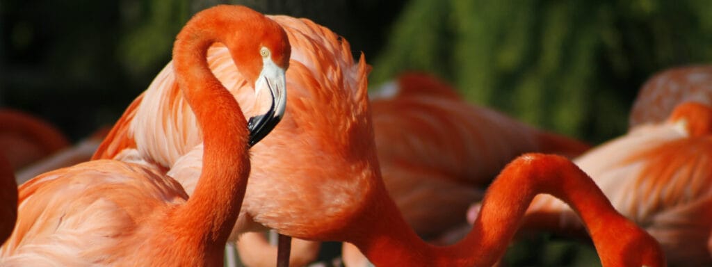 ¿Cuánto tiempo viven los flamencos? 2 cuanto tiempo viven los flamencos