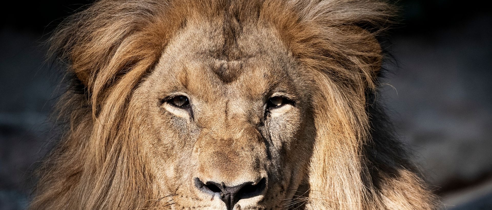 cuanto tiempo viven los leones