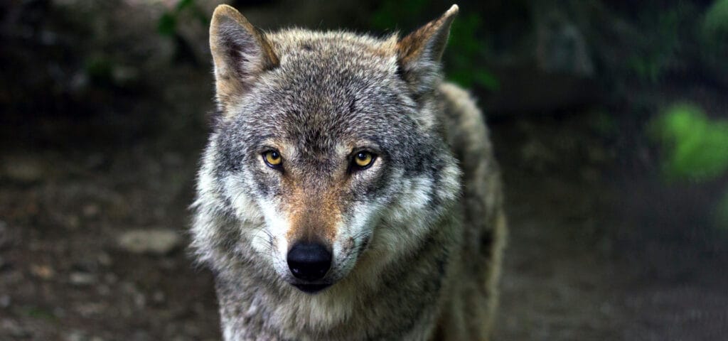 cuanto tiempo viven los lobos