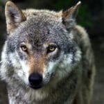 cuanto-tiempo-viven-los-lobos