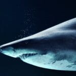 cuanto-tiempo-viven-los-tiburones