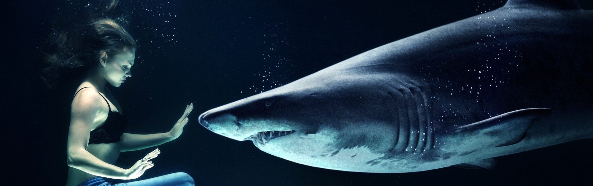 Blog 6 cuanto tiempo viven los tiburones