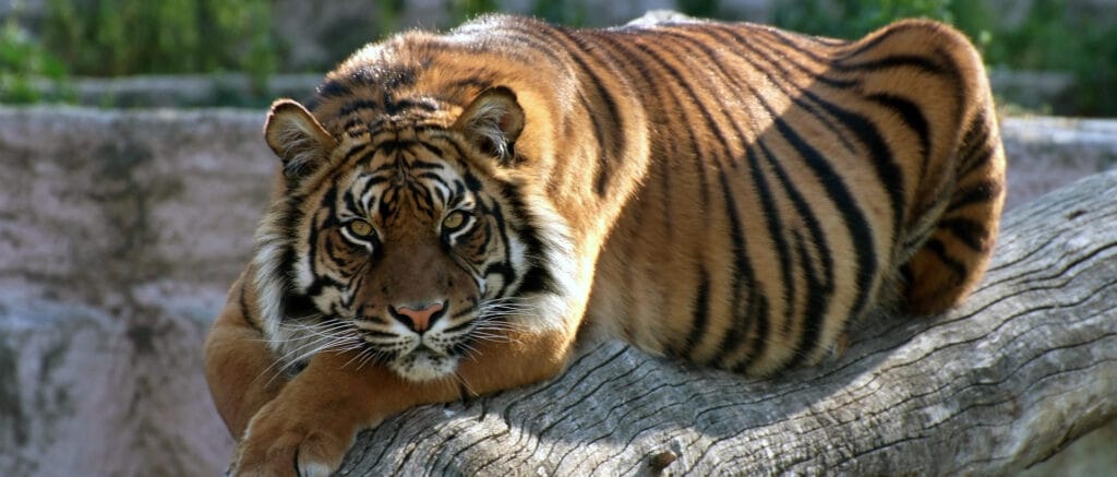 cuanto tiempo viven los tigres