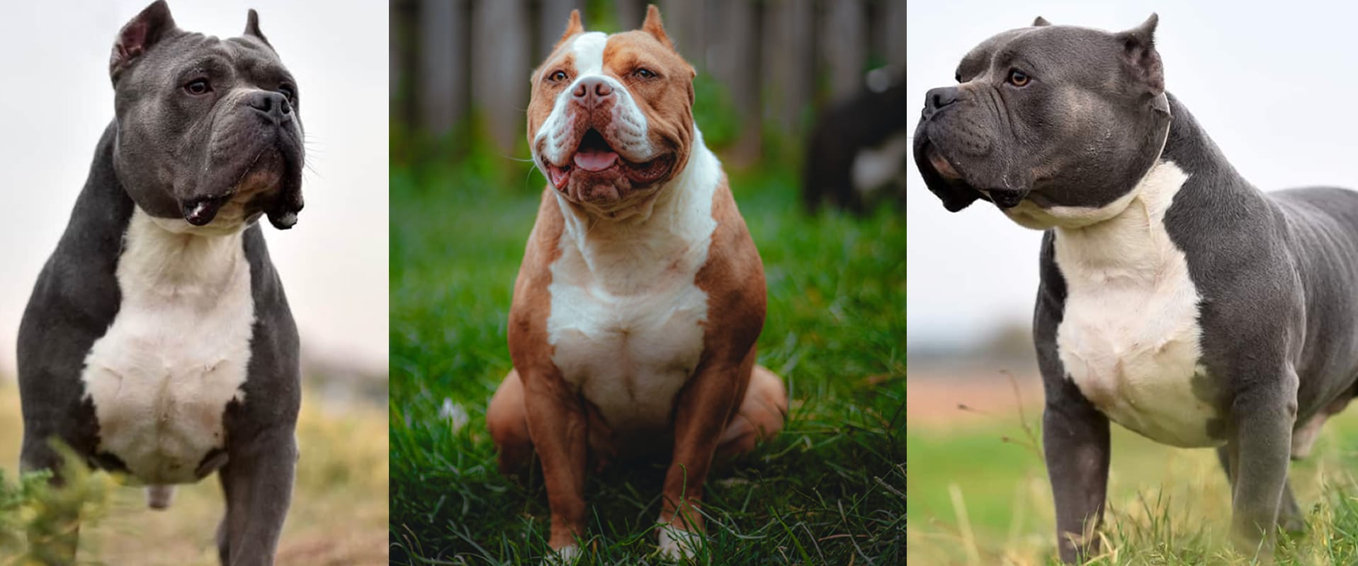 cuanto vale un american bully
