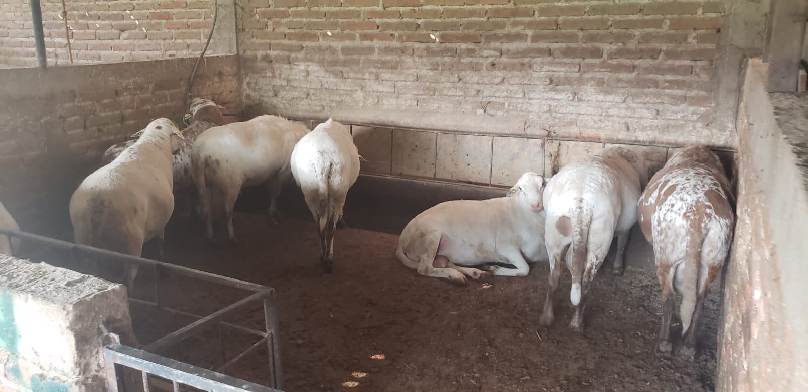 cuanto vale un borrego