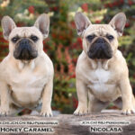 cuanto-vale-un-bulldog-ingles