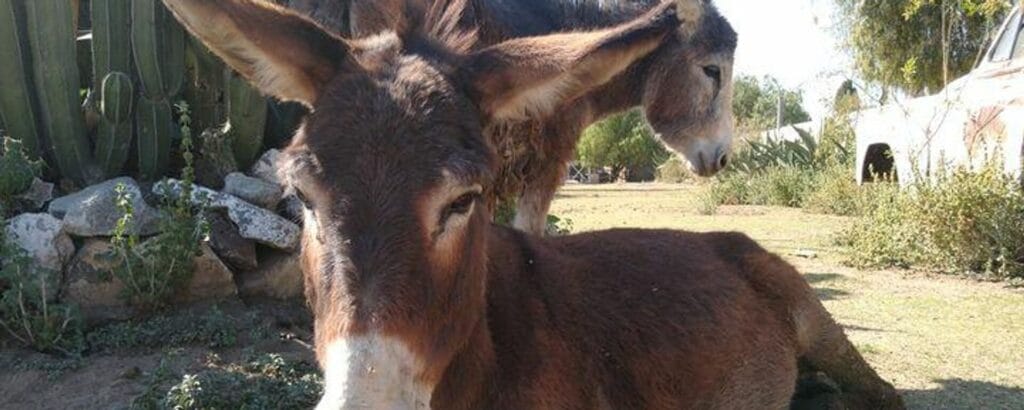 cuanto vale un burro