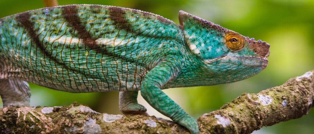 cuanto vale un camaleon