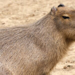 cuanto-vale-un-capibara