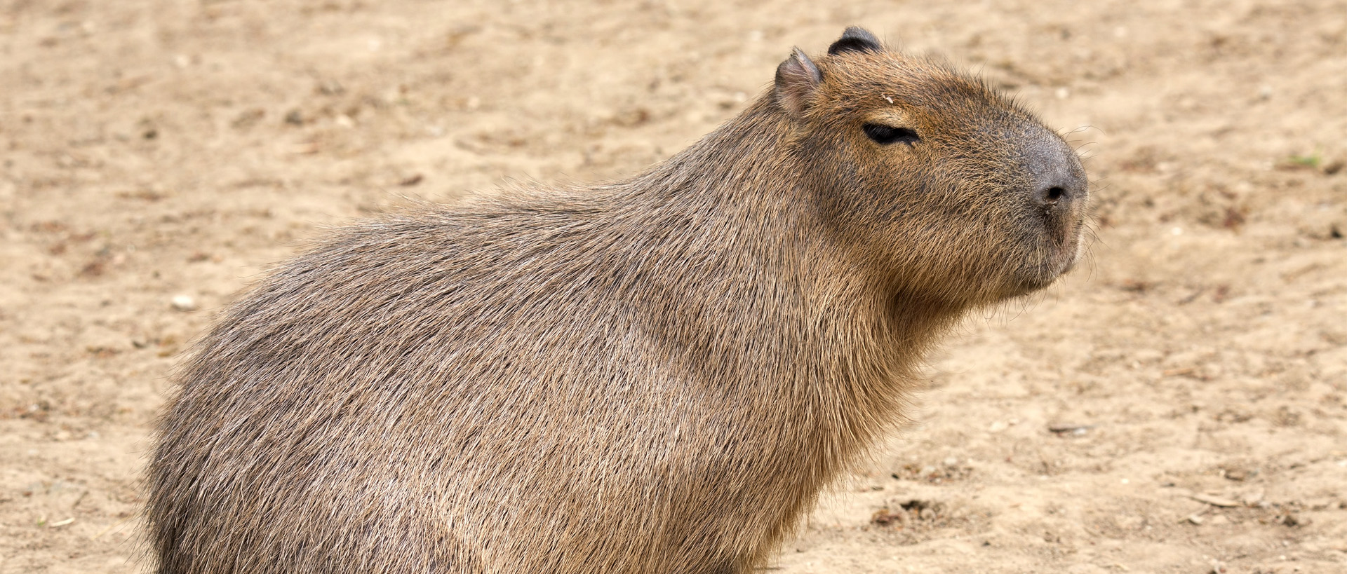 cuanto vale un capibara