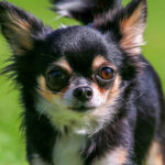 cuanto-vale-un-chihuahua