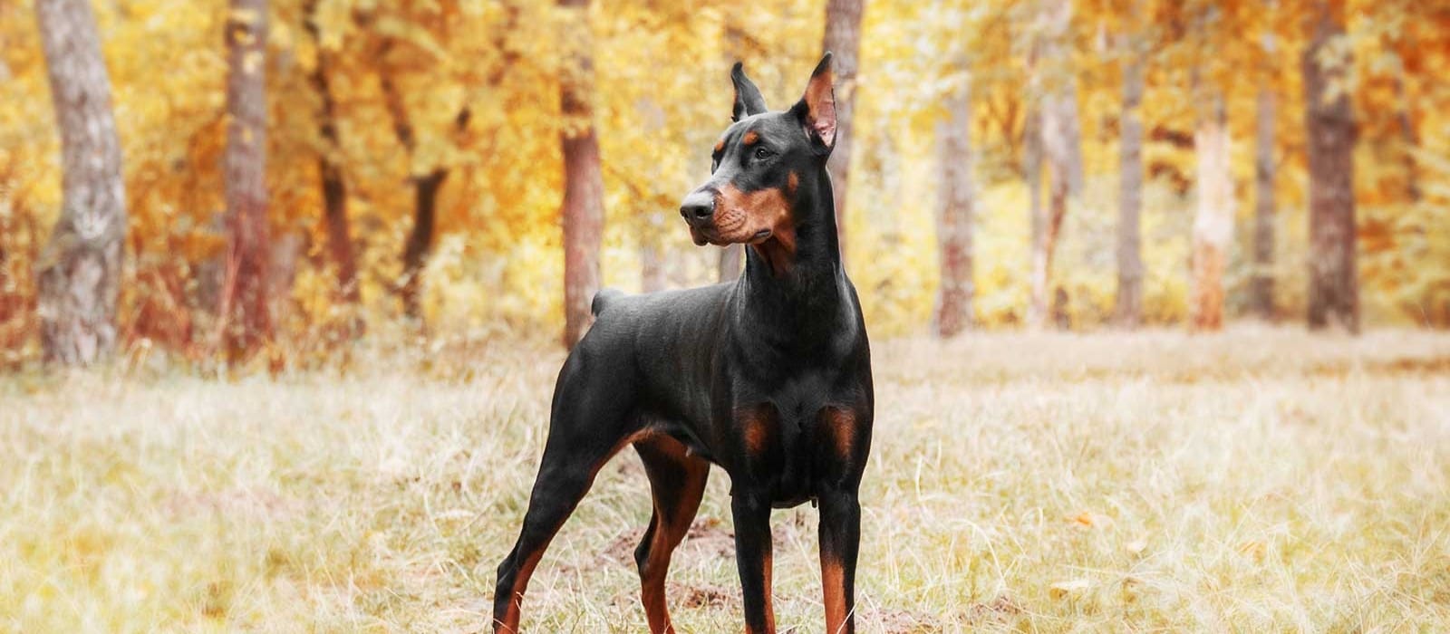 cuanto vale un doberman
