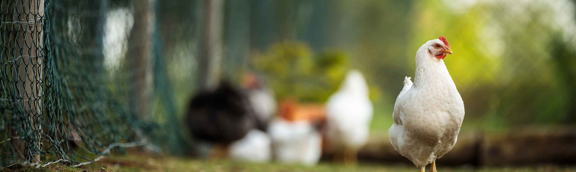 cuanto vale un gallo