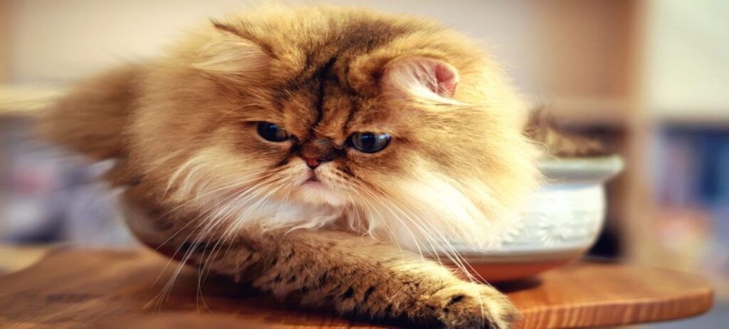cuanto vale un gato persa