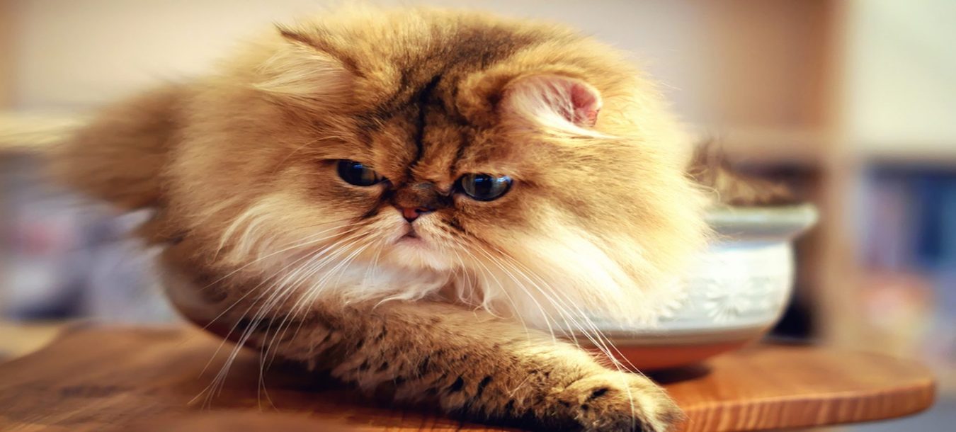 Blog 6 cuanto vale un gato persa