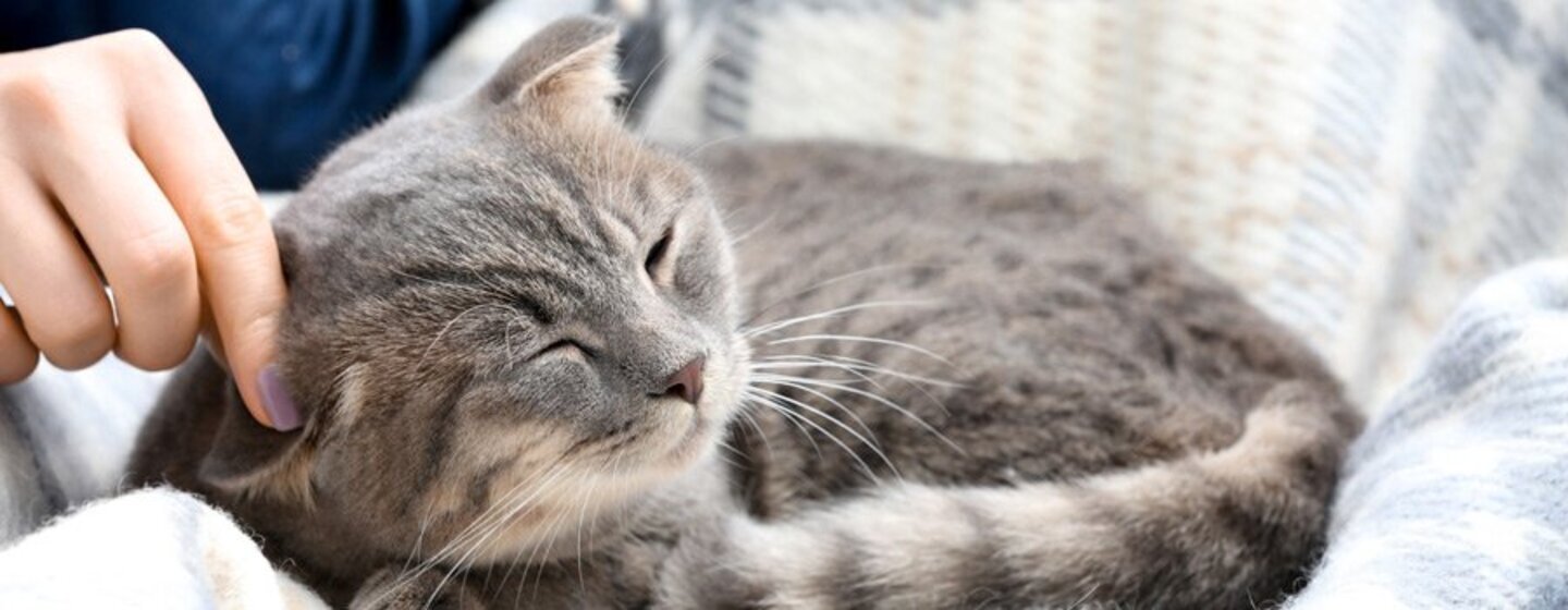 cuanto vale un gato