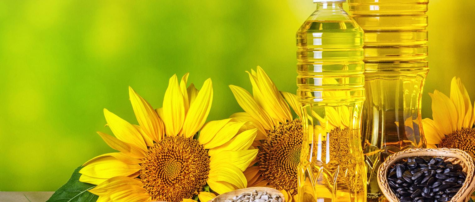 Blog 4 cuanto vale un girasol