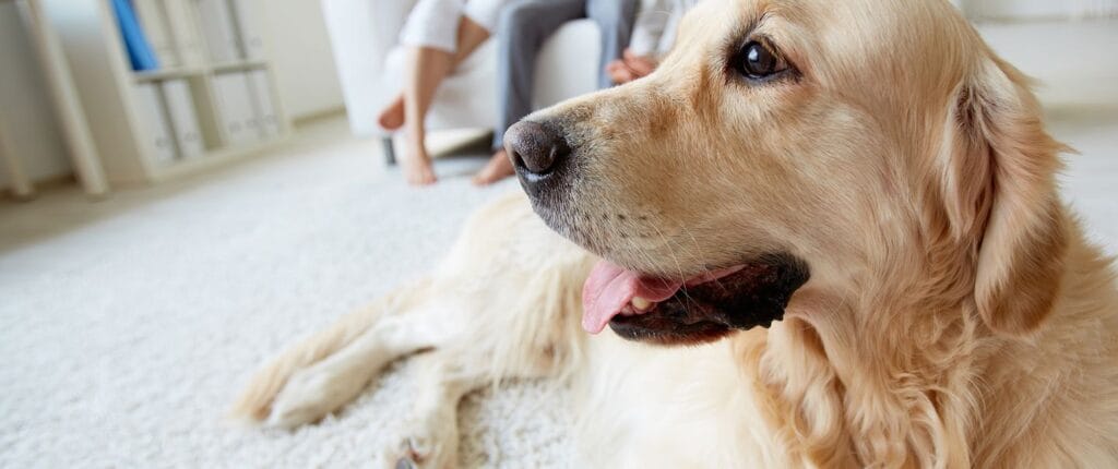 cuanto vale un golden retriever