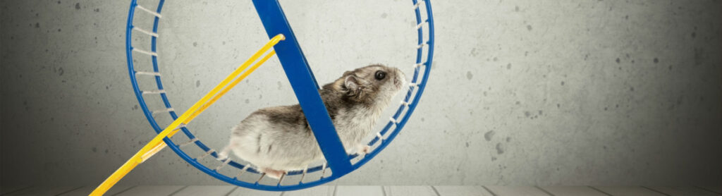 cuanto vale un hamster