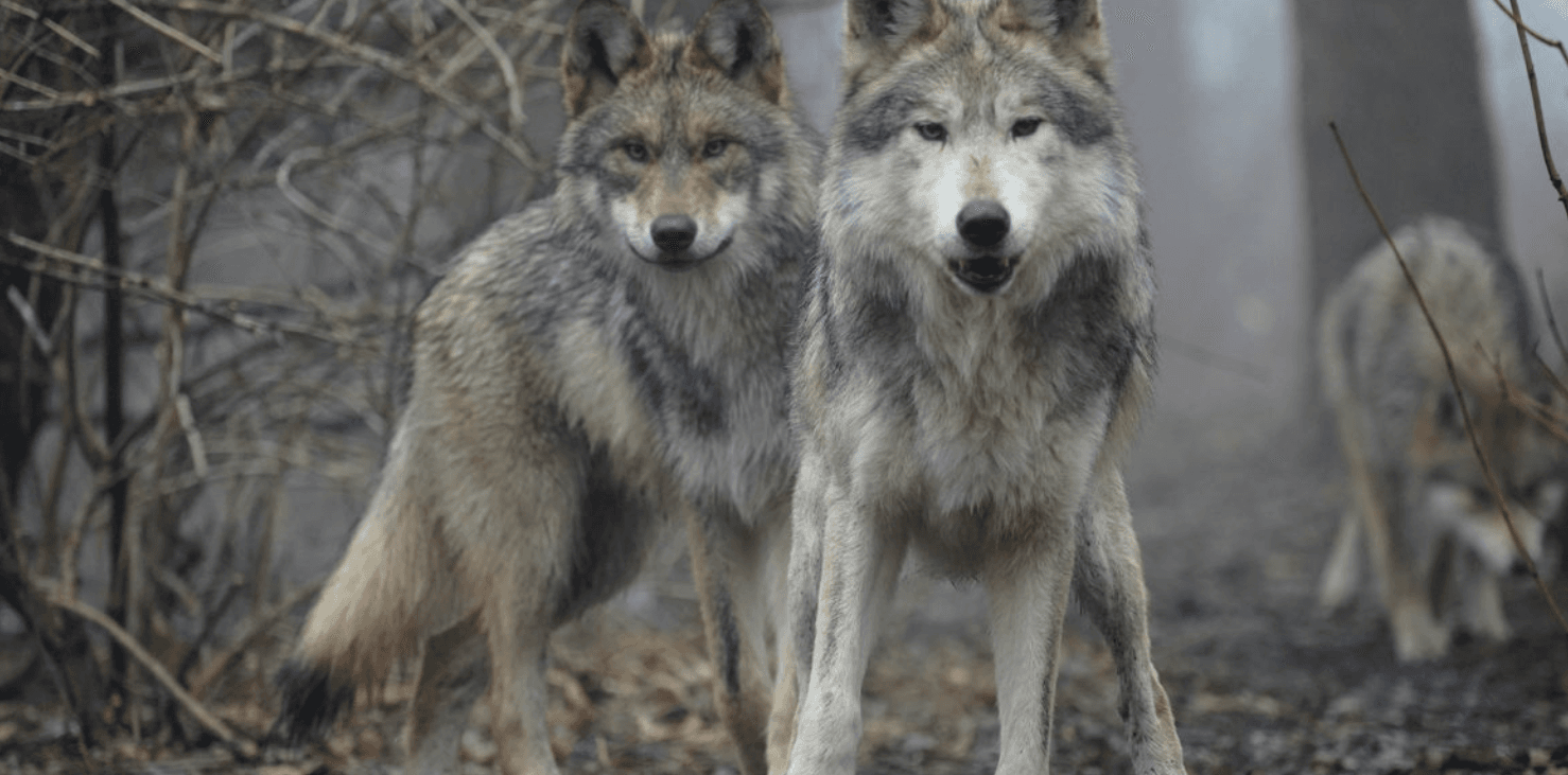 cuanto vale un lobo