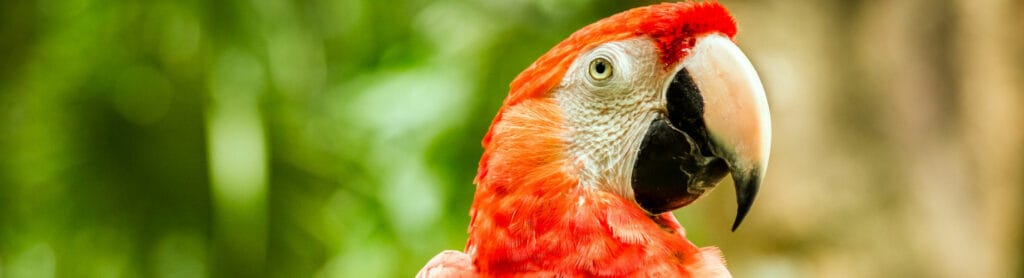 ¿Cuánto vale un loro? 2 cuanto vale un loro