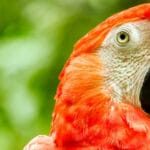 ¿Cuánto vale un loro? cuanto-vale-un-loro