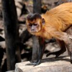 cuanto-vale-un-mono-capuchino