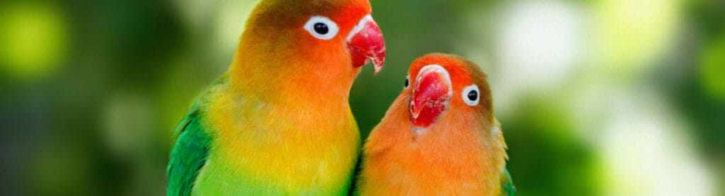 cuanto vale un perico