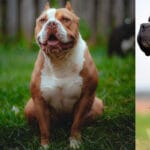 ¿Cuánto vale un perro bully? cuanto-vale-un-perro-bully