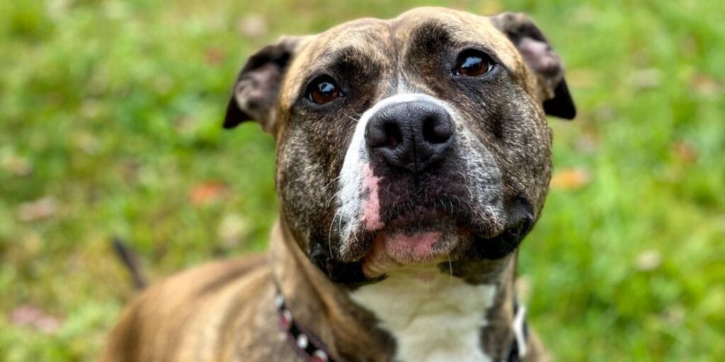 cuanto vale un perro pitbull