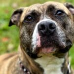 cuanto-vale-un-perro-pitbull