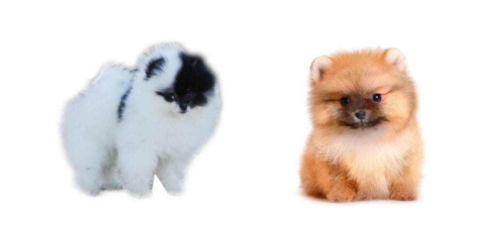 ¿Cuánto vale un perro pomerania? 2 cuanto vale un perro pomerania