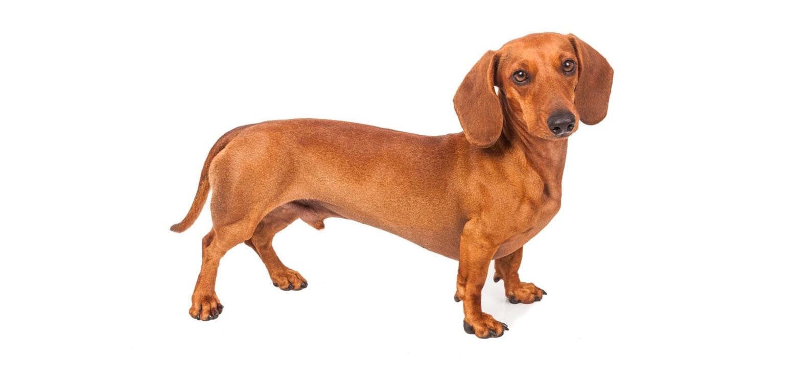 cuanto vale un perro salchicha
