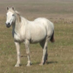 cuanto-vale-un-pony