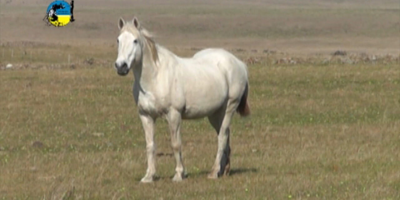 cuanto vale un pony