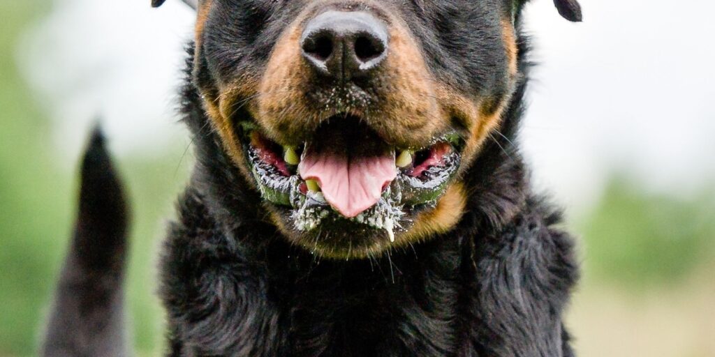 cuanto vale un rottweiler