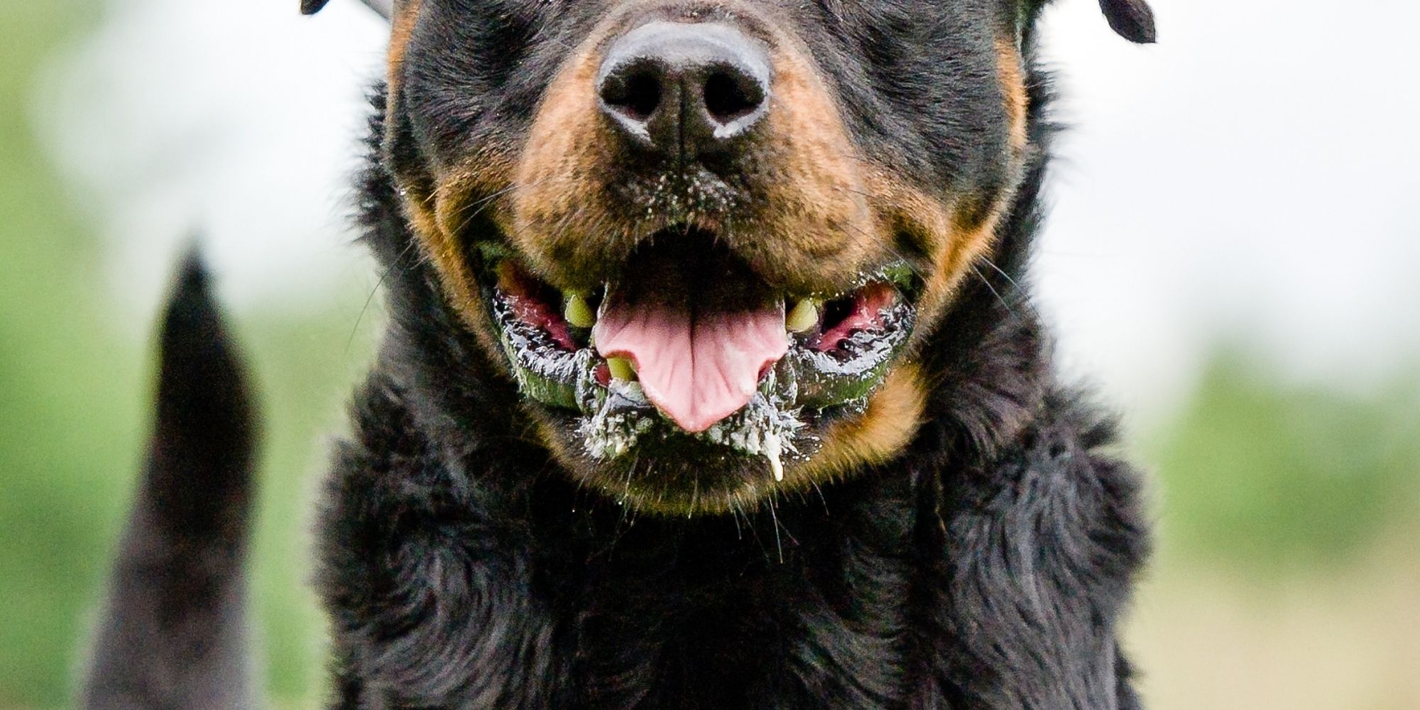 cuanto vale un rottweiler