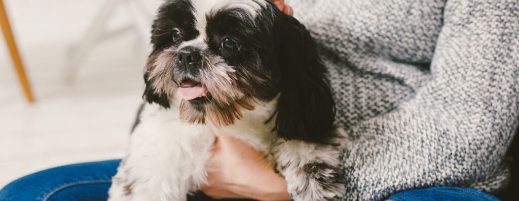 ¿Cuánto vale un shih tzu? 2 cuanto vale un shih tzu