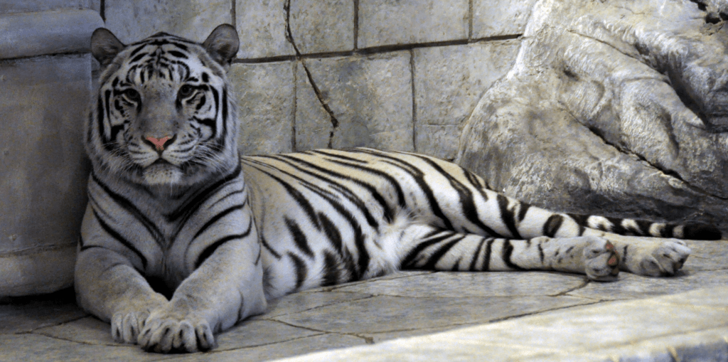 cuanto vale un tigre