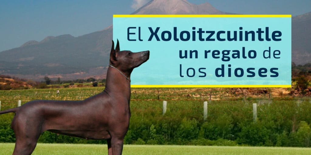 cuanto vale un xoloescuincle