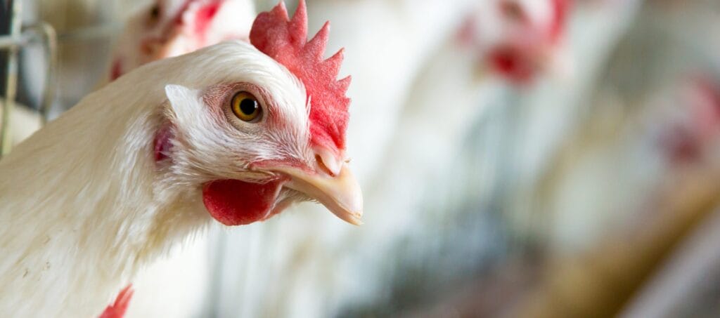 ¿Cuánto vale una gallina? 2 cuanto vale una gallina