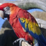 ¿Cuánto vale una guacamaya? cuanto-vale-una-guacamaya