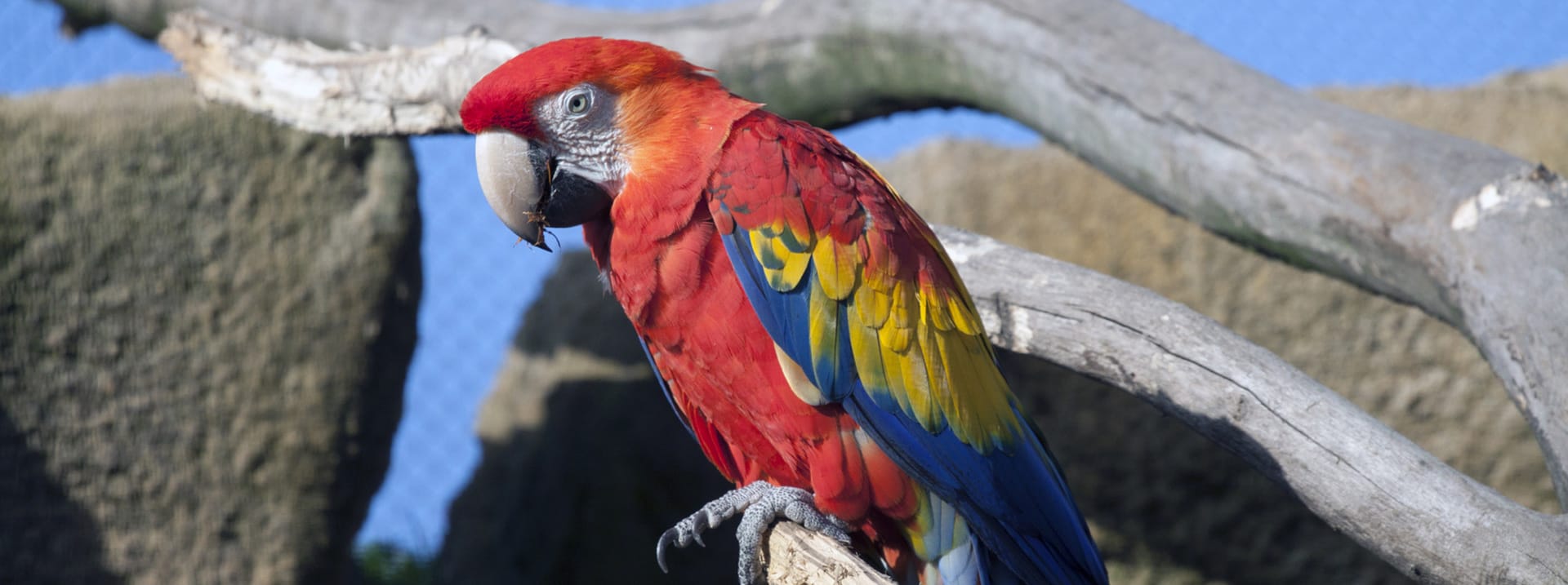 cuanto vale una guacamaya