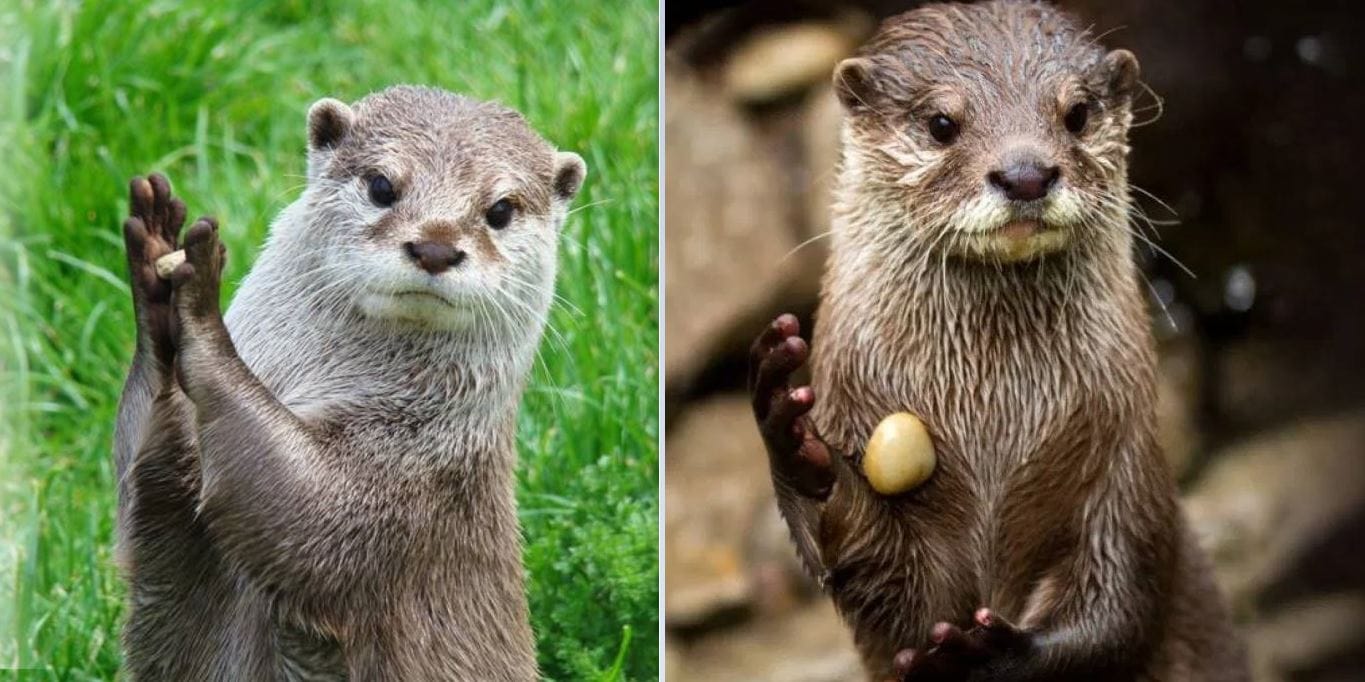 cuanto vale una nutria