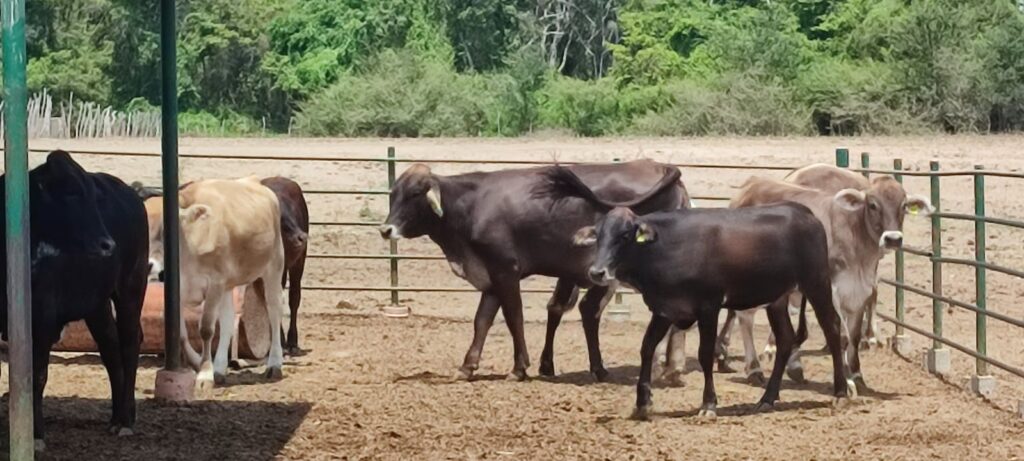 cuanto vale una vaca